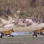 Tiger Photography Tour in Nepal