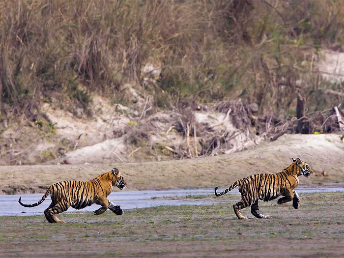 Nepal Big Cats Expedition