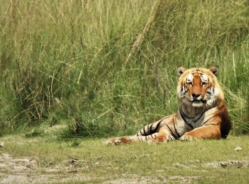 tiger-tracking-trip