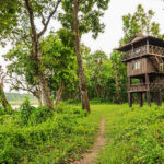 Overnight Stay in a Tree House in Chitwan – A Unique Wildlife Experience