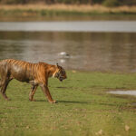 What to See in Nepal Besides Trekking and Mountains