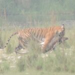 Tiger Spotting in Bardia National Park