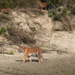 4-Night 5-Day Bardia Safari Package Guide