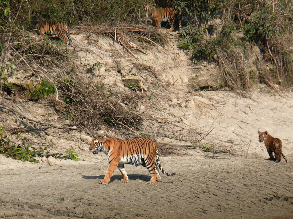 4-Night 5-Day Bardia Safari Package Guide