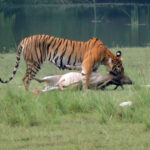 Bardia National Park – Nepal’s Tiger Land