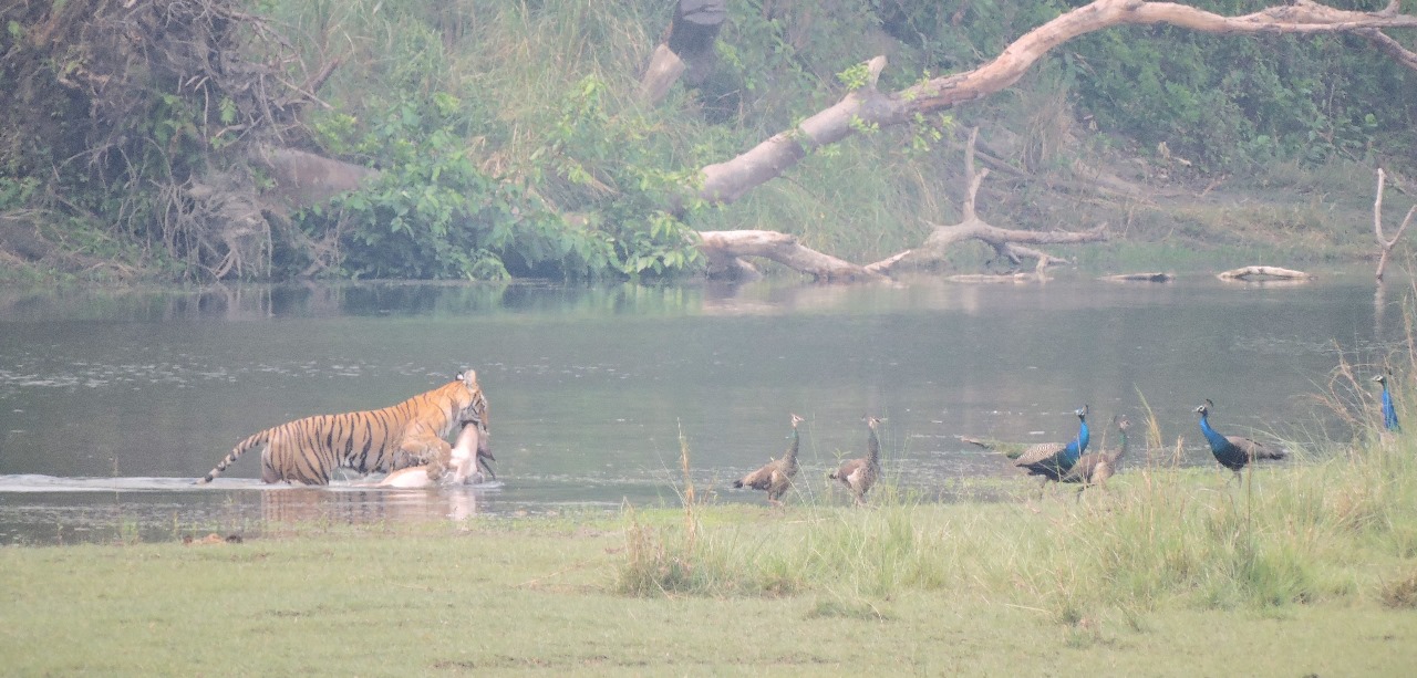 Bardia National Park – Nepal’s Tiger Land