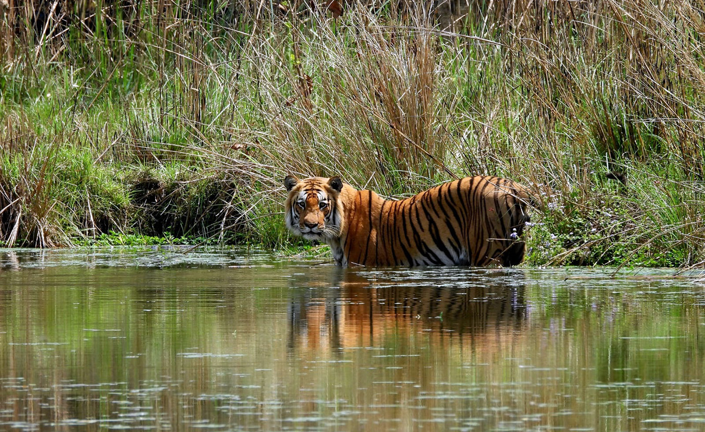 Bardia National Park – Nepal’s Tigerland