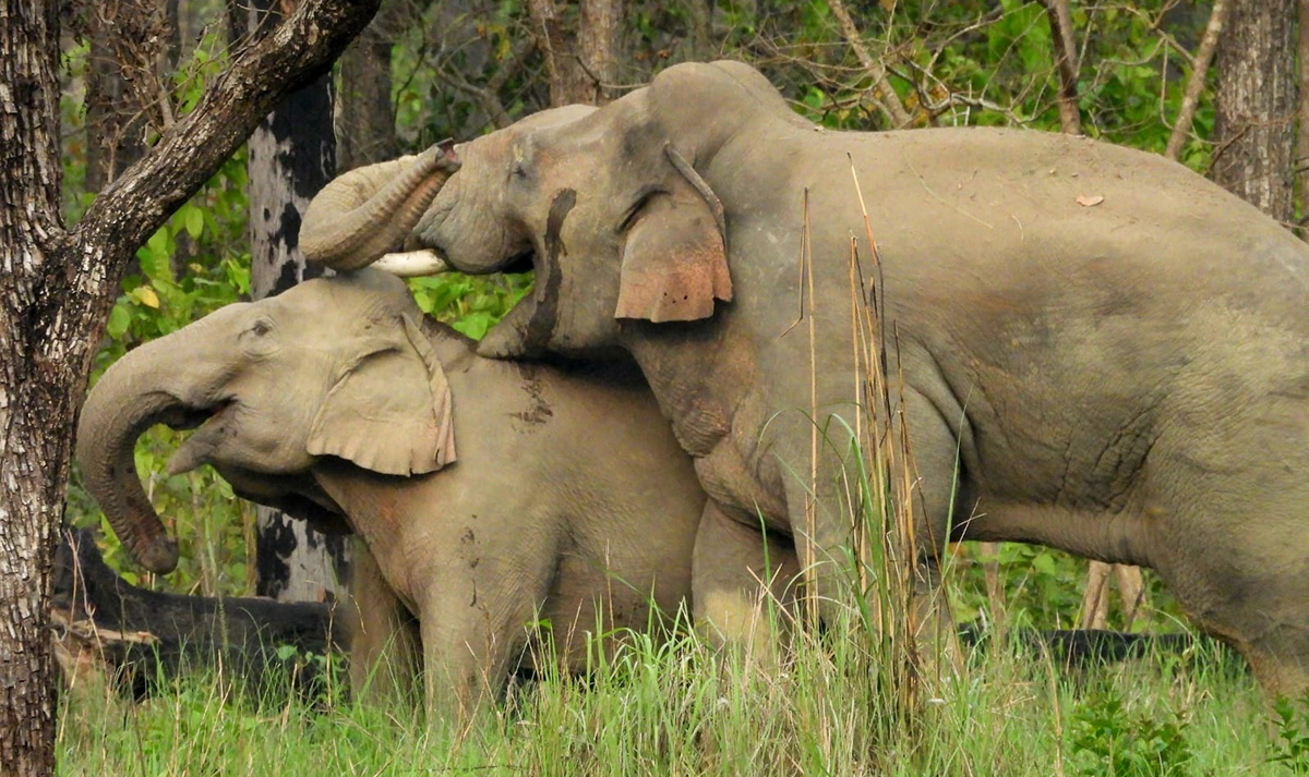 Bardia Jungle Safari on Foot: A True Wilderness Experience in Nepal