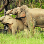 Bardia Jungle Safari on Foot: A True Wilderness Experience in Nepal
