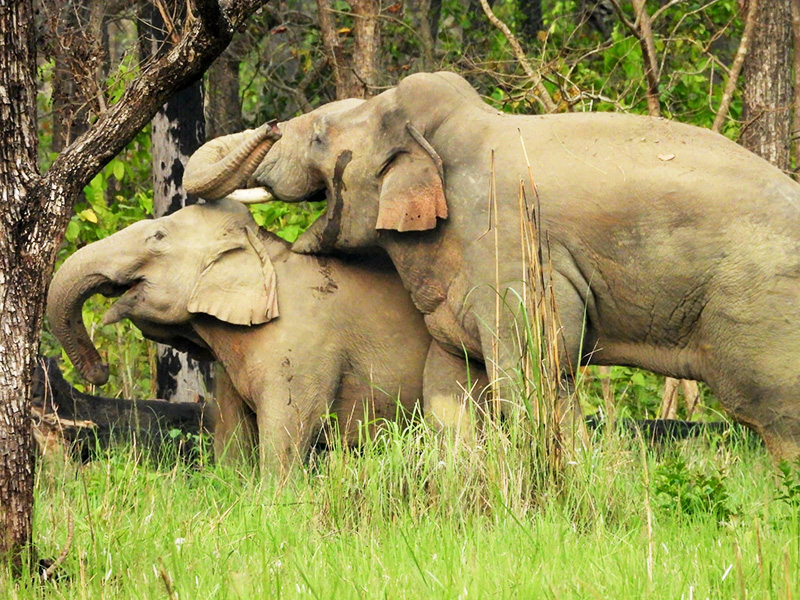 10 Amazing Things to Do in Chitwan National Park